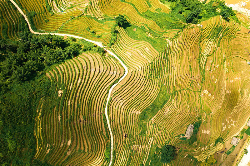 Vietnamese rice fields