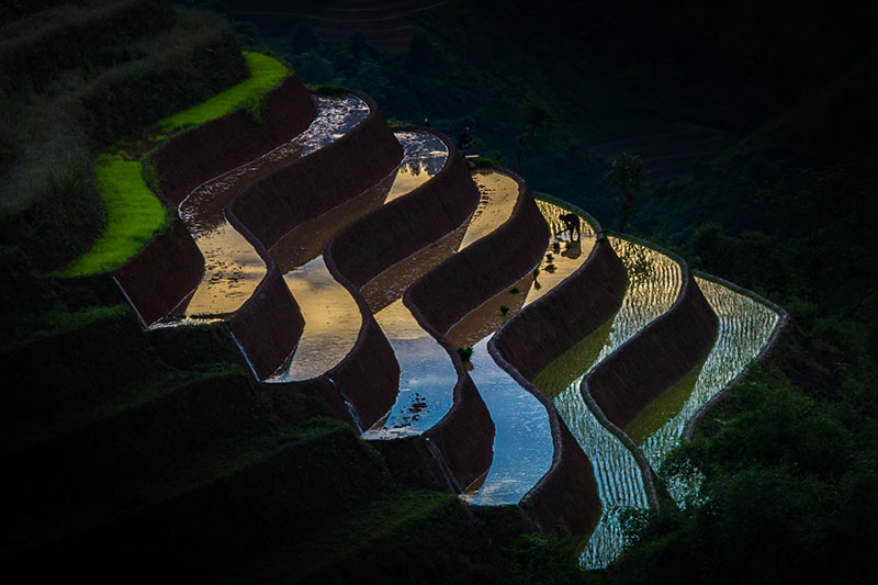 Vietnamese terraced rice fields