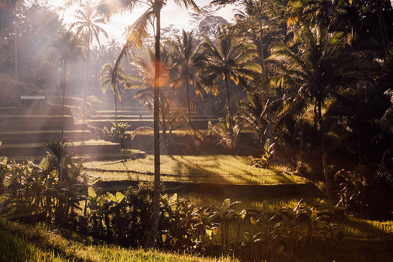 Bali paddy fields