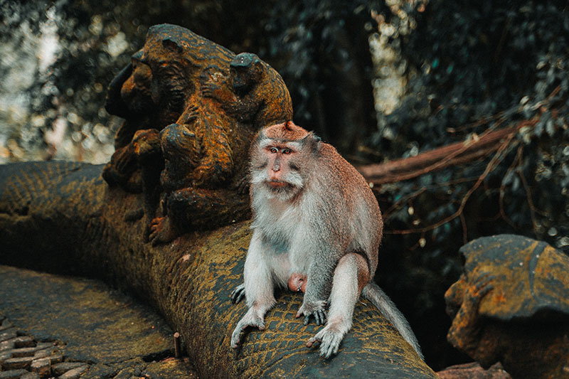Bali temple monkey